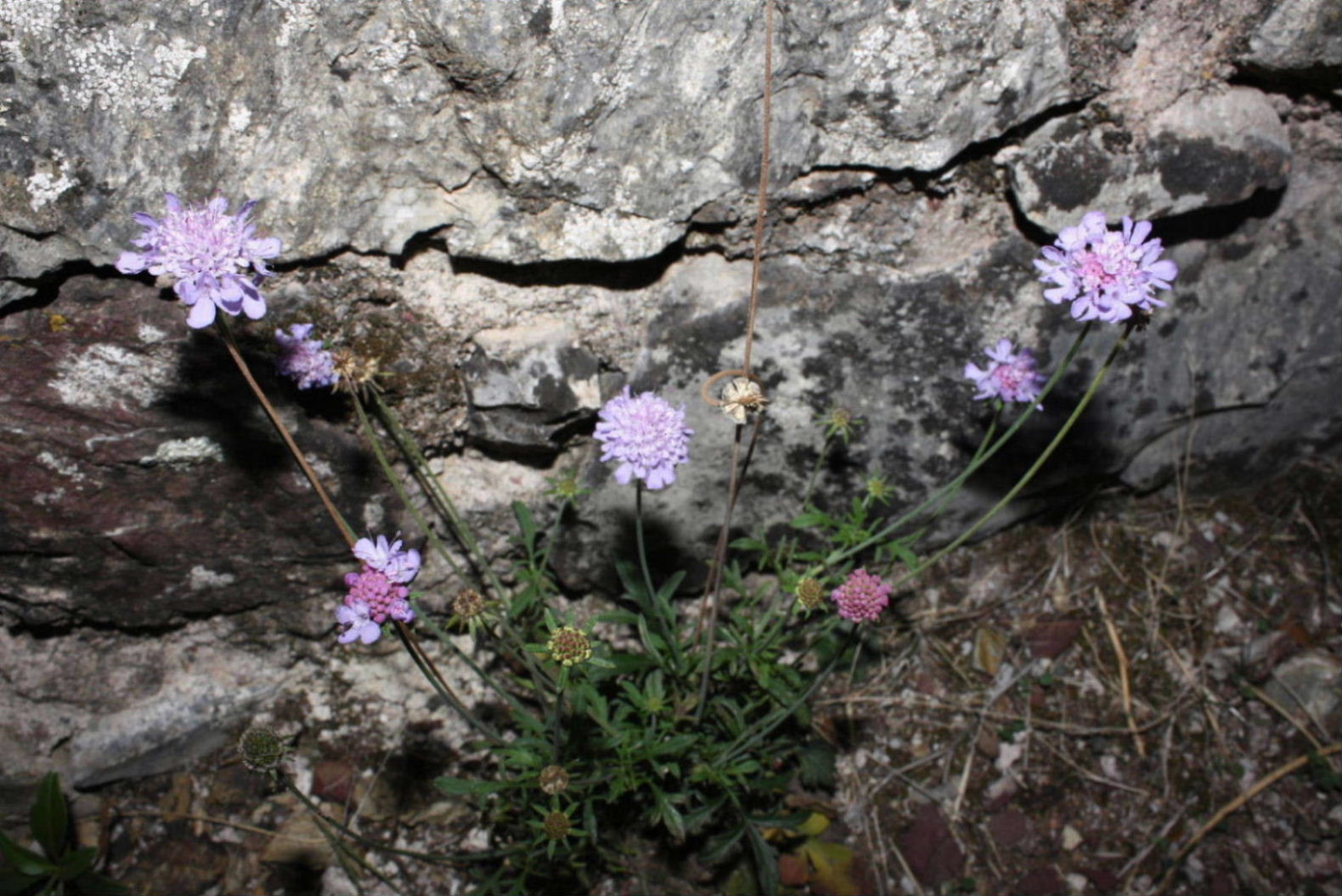 Scabiosa ?? da determinare � 2